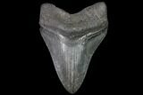 Fossil Megalodon Tooth #92694-2